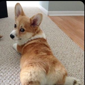 Meet your Posher, Isla